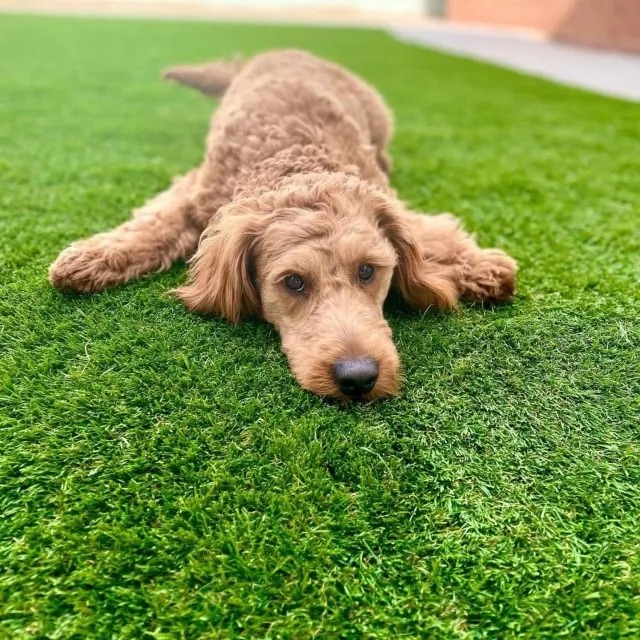 Pet Turf