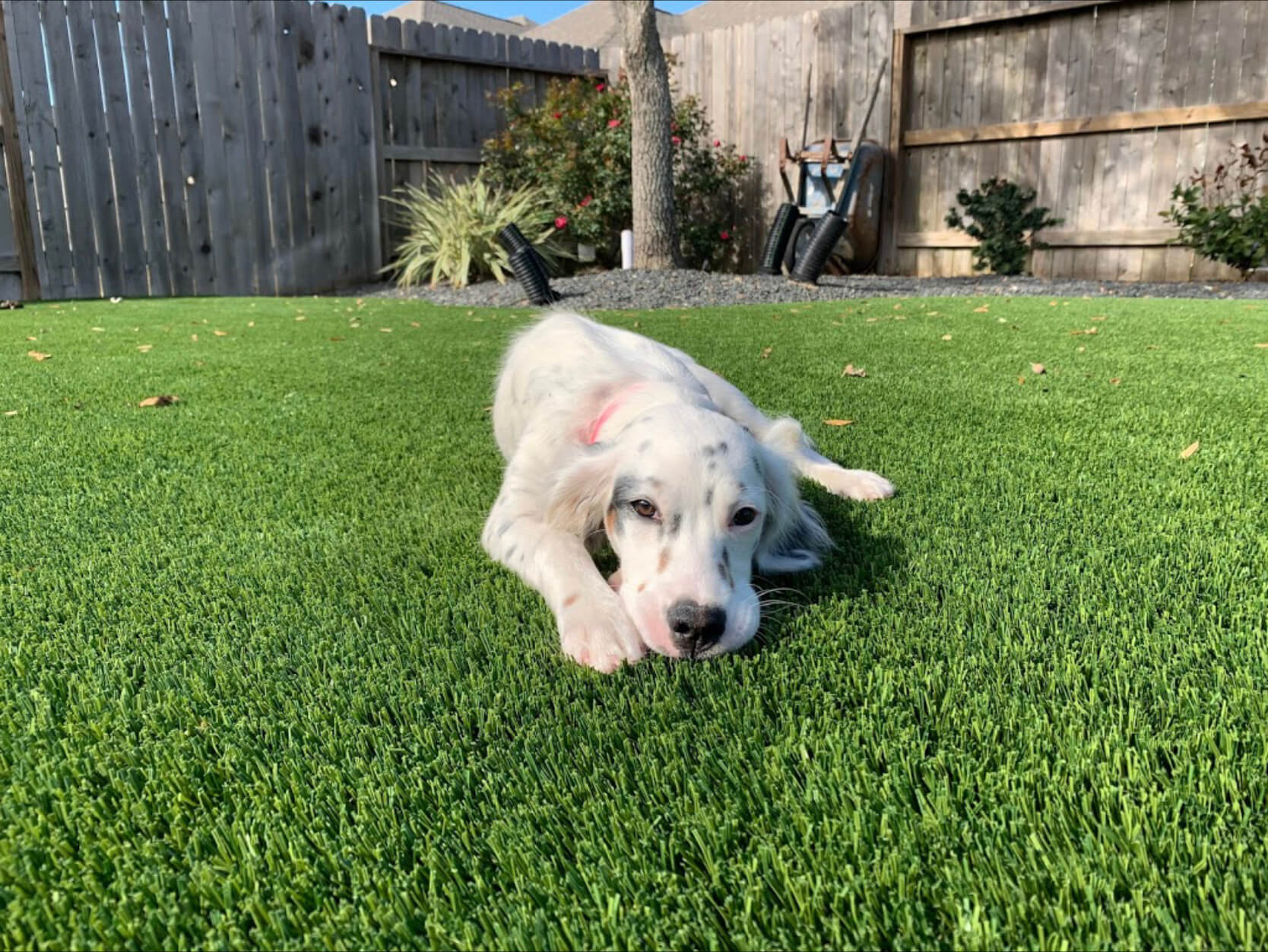 Pet Turf